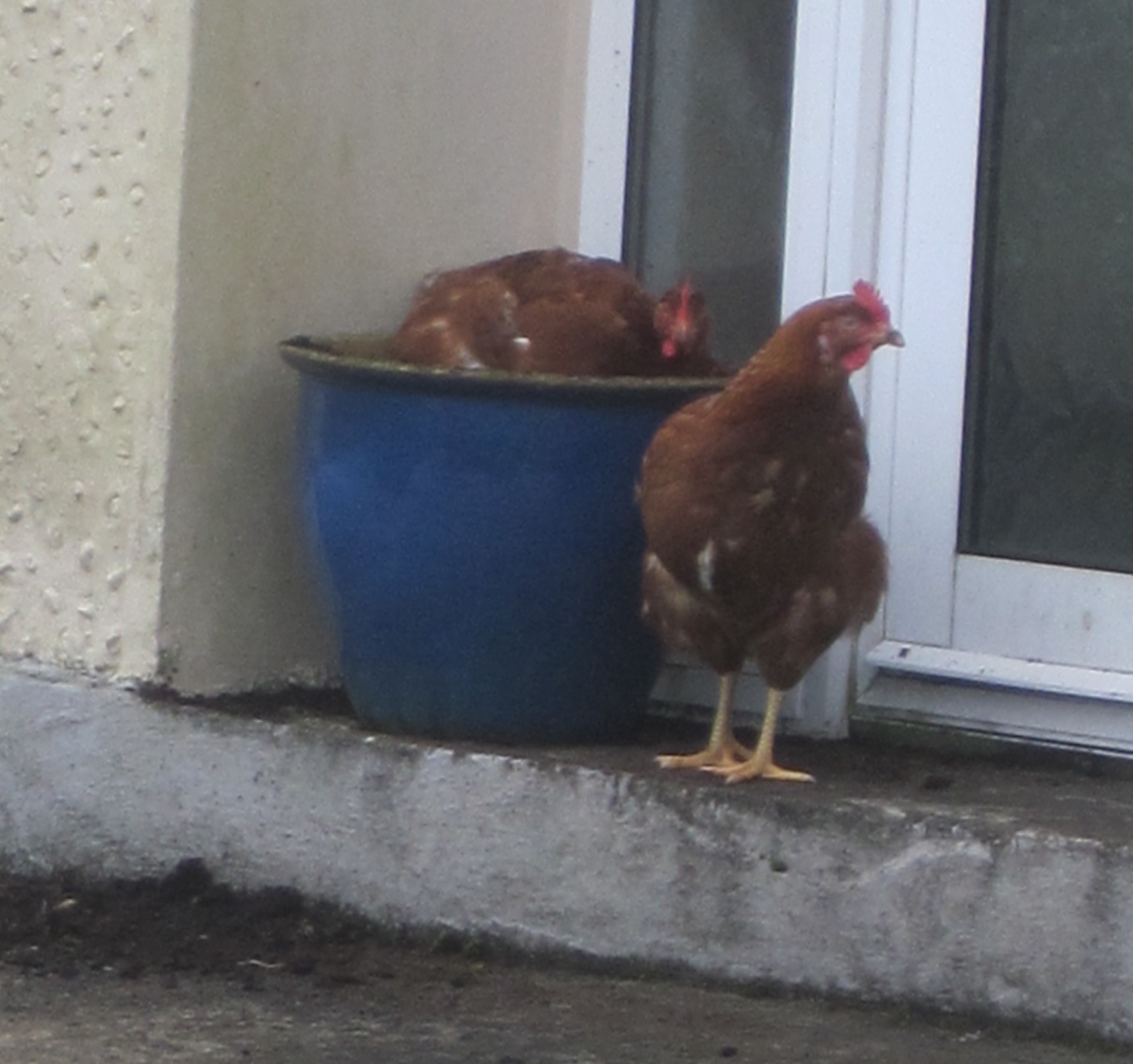 Fluffy windblown chicken How's the Serenity?